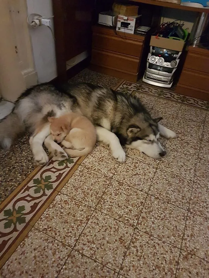 Ho preso due cani al canile di Palermo ma non ho ricevuto il contributo promesso