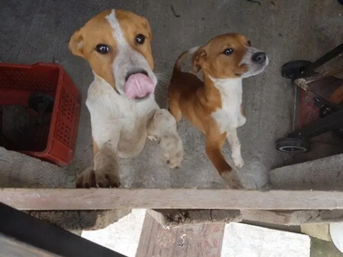 Catania, cani in casa senza cibo e con acqua putrida: denunciato 