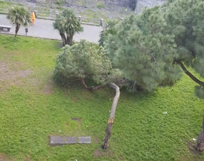 Albero tagliato in piazza Federico di Svevia a Catania