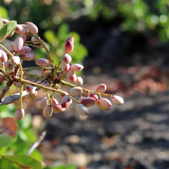 &laquo;Non troviamo gente per raccogliere il pistacchio&raquo;, l'appello di due imprenditori di Bronte