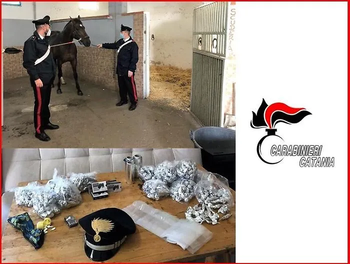 Cavalli dopati e pitbull ferito nei combattimenti: i controlli dei carabinieri a Librino 