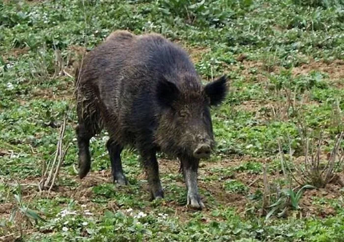 Caccia al cinghiale sui Nebrodi, la Regione d&agrave; pi&ugrave; giorni ed estende i termini