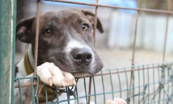 Canile di Palermo, i cani contesi tra timori di adozioni speculative e denunce