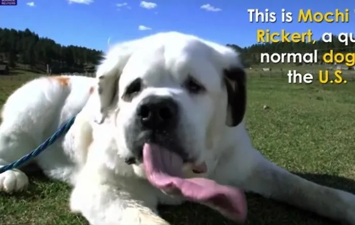 Cani, Mochi e la sua lingua da record