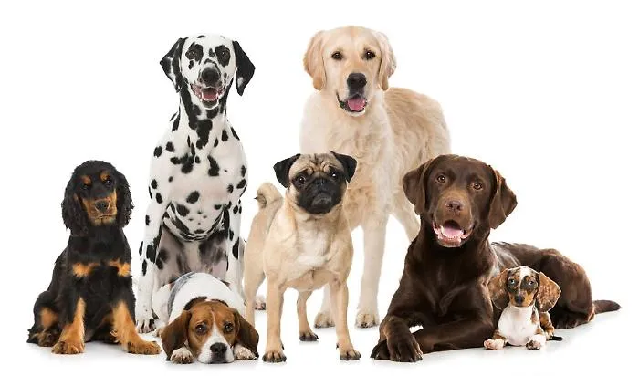AnimalHelp, Legambiente presenta il sito dedicato agli animali
