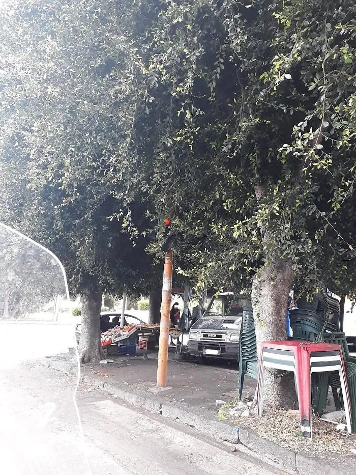 Catania: semaforo coperto da albero in Piazza Eroi d'Ungheria