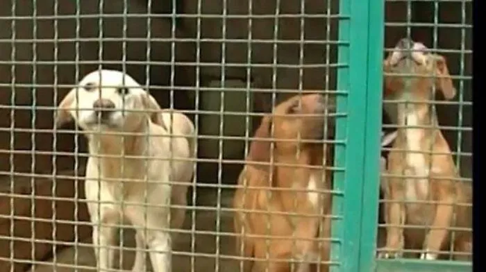 Cani affidati ad associazione ragusana senza requisiti: indagati dirigenti Comune Palermo