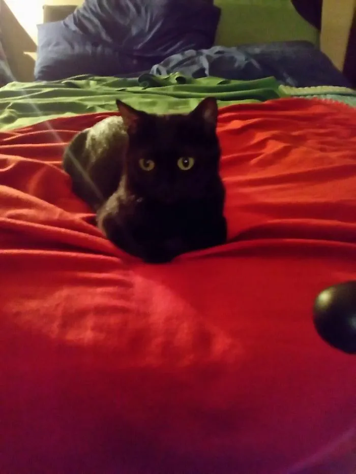 Gattonero
