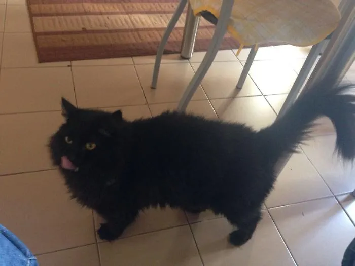Gattonero
