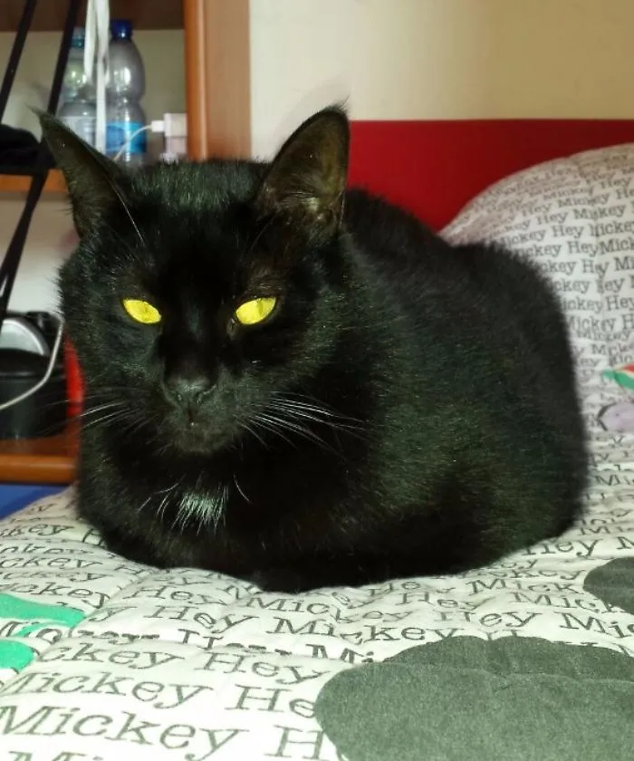Gattonero