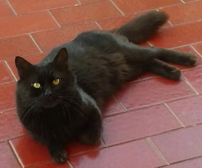 Gattonero