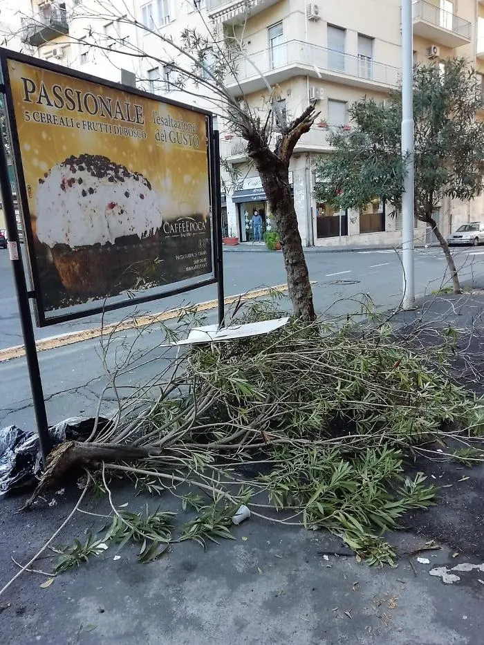 Catania, Piazza Lanza: Ramo di albero in attesa di essere rimosso