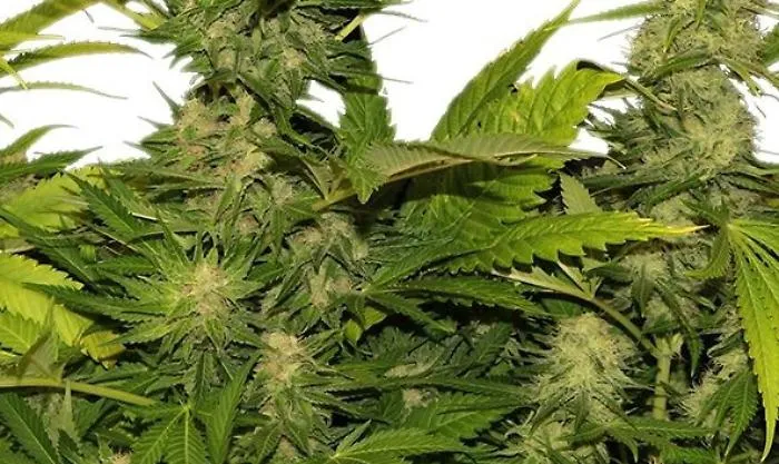 Belpasso, piantagione di cannabis in un casolare: sul mercato avrebbe fruttato 300 mila euro
