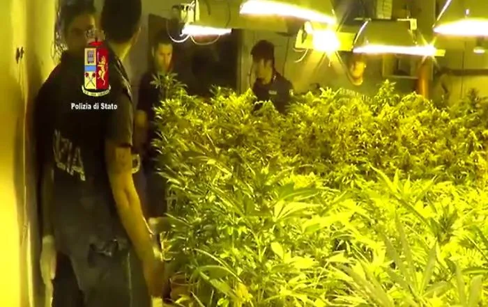 Catania, in un capannone abbandonato una piantagione con 2500 piante di marijuana