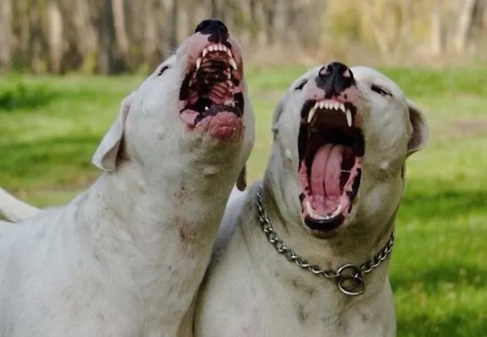 Bimbo di un anno e mezzo muore sbranato da due cani a Mascalucia