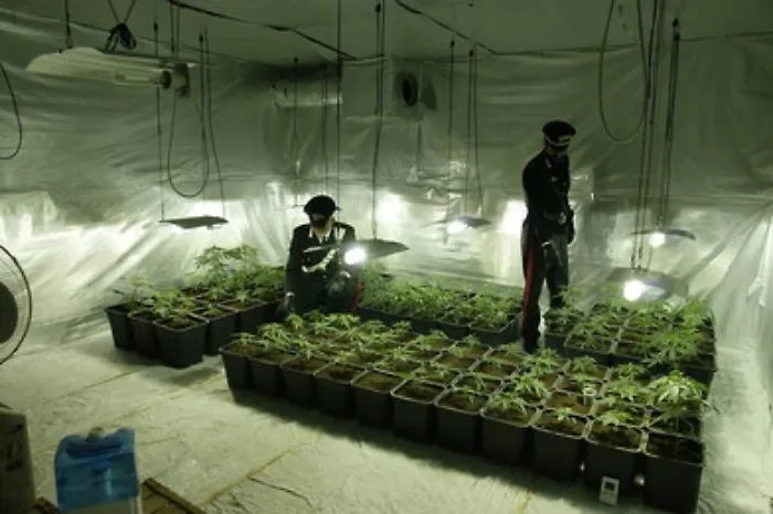 Partinico, una serra "casalinga" con 107 piante di marijuana