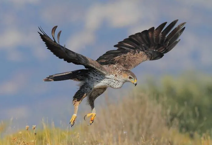 La storia di "Lillo", tornato a volare libero nei cieli della Sicilia