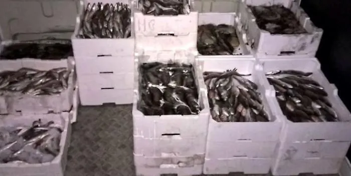 Trapani, pesce venduto fuori da regole: multe e sequestro