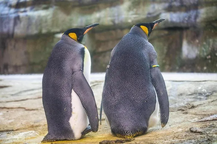 Skipper e Ping, i pinguini gay "genitori" di un uovo abbandonato