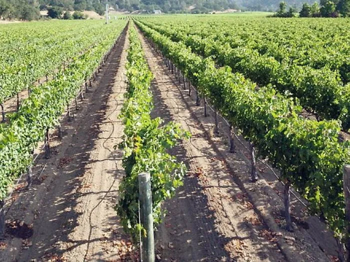 Al via la vendemmia in Sicilia tra clima ideale e uve di ottima qualit&agrave;: la Doc sceglie di non stimare la produzione