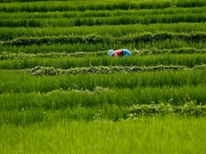 Agricoltura in Sicilia, dalla Regione 30 milioni destinati a 408 progetti
