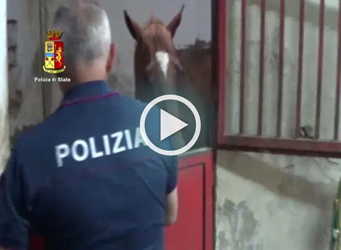 Catania, blitz di Polizia e Asp a S. Cristoforo Sequestrata stalla &laquo;lager&raquo; e tre cavalli
