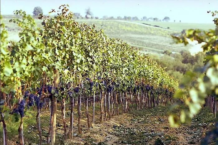 Sicilia, calo del 15% della vendemmia ma la qualit&agrave; sar&agrave; ancora migliore