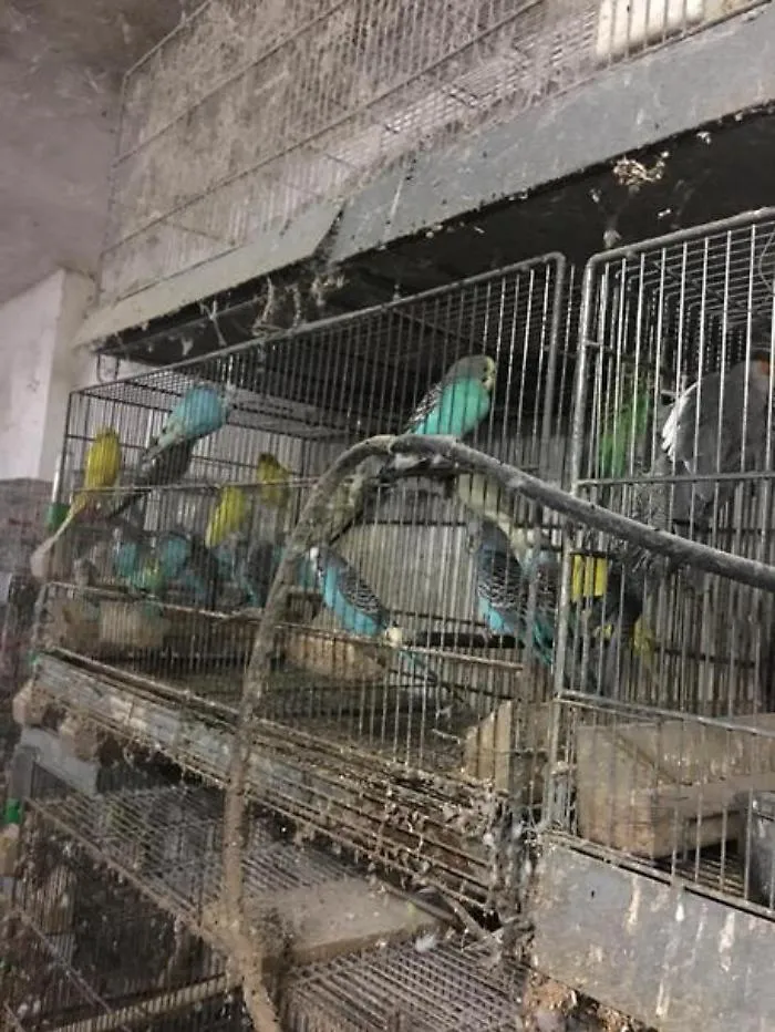 Trapani, canarini e pappagalli stipati in gabbie: un denunciato