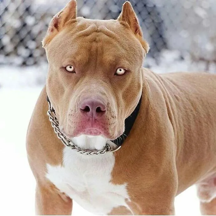 Catania, bimbo di 20 mesi morso da pitbull: gravi ferite alla testa 