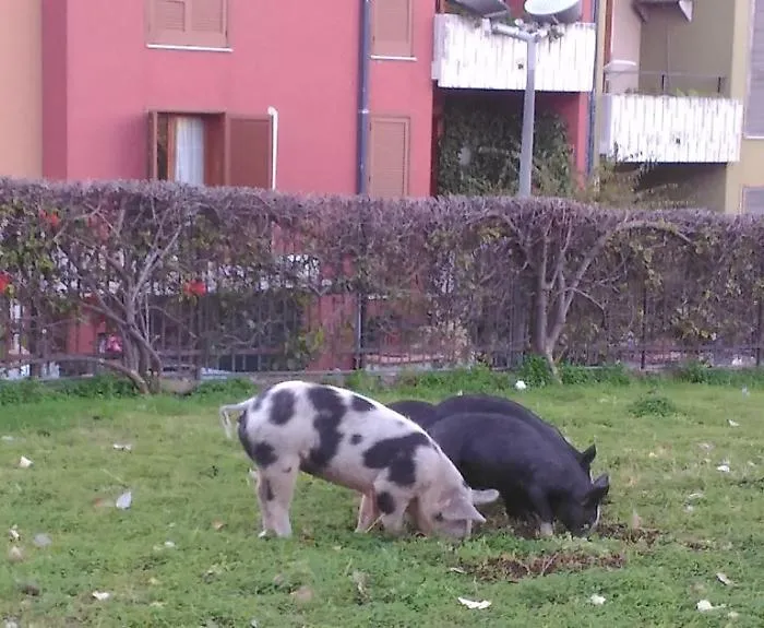 Maiali "al pascolo" in viale Lain&ograve; a Catania