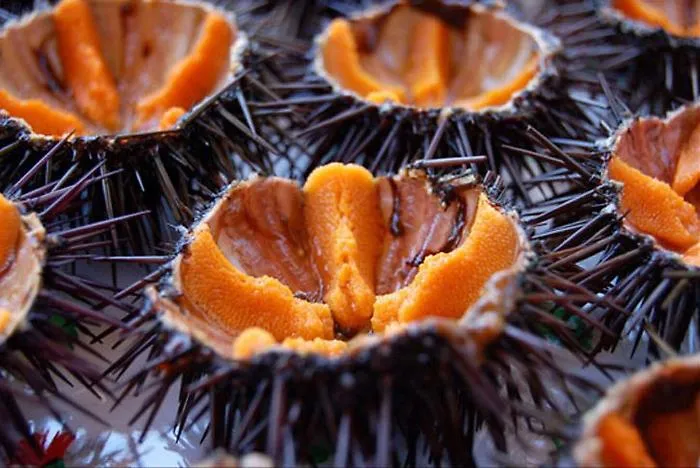 Siracusa, multa salata per pescatori di ricci: 12 mila &euro; 