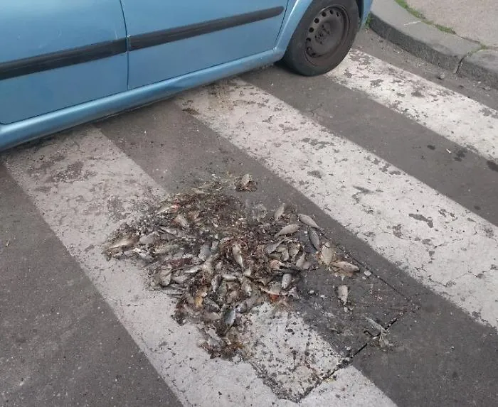 Catania, in via Patan&egrave; anche i pesci... sulle strisce pedonali