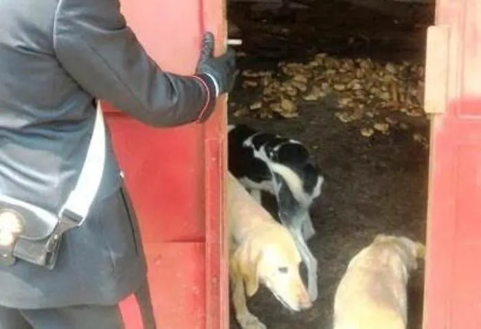 Un canile-lager scoperto dai carabinieri a Zafferana Etnea