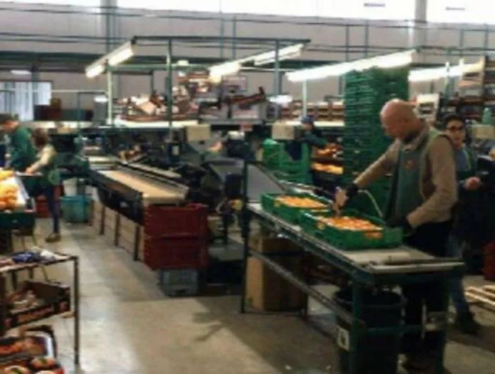Distrutta da rogo operai fanno risorgere azienda agrumicola Miracolo a Biancavilla