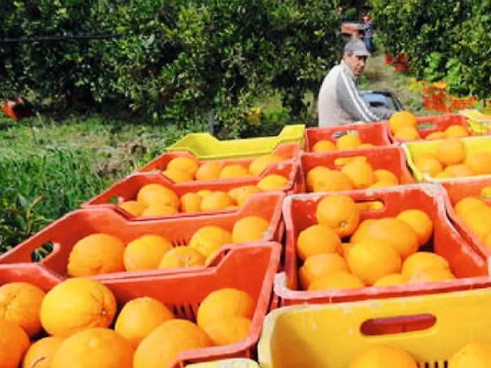 Sos dei produttori agrumicoli: &laquo;Crisi, virus Tristeza e siccit&agrave;: aiutateci&raquo;