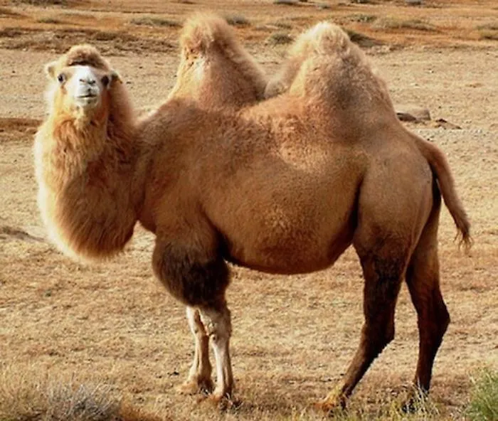 I cammelli degli Emirati saranno curati in Sicilia