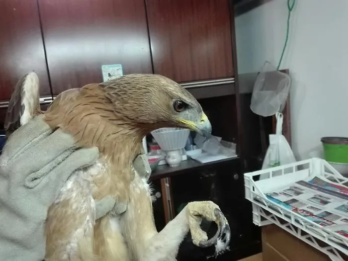Una rara aquila di Bonelli ferita a Licata, non potr&agrave; pi&ugrave; volare: protesta la Lipu