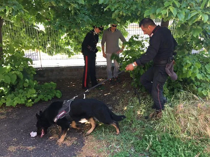 Giarre, controlli al liceo Leonardo, in un'aula trovati cinque spinelli