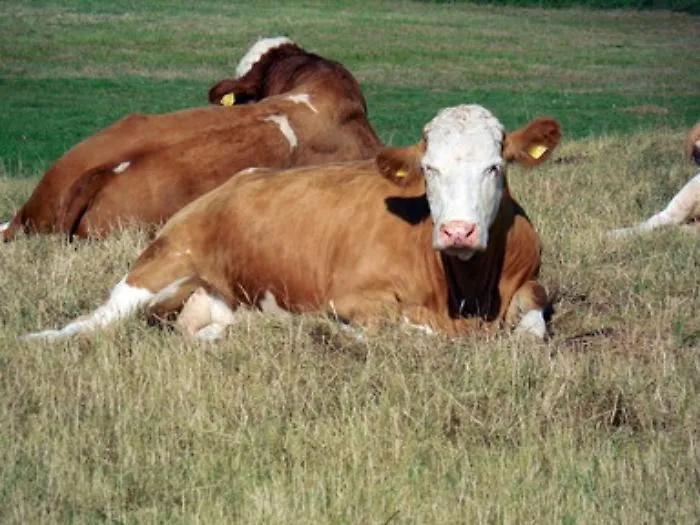 Consorzio Carni di Sicilia: la carne buona, allevata nella nostra Isola