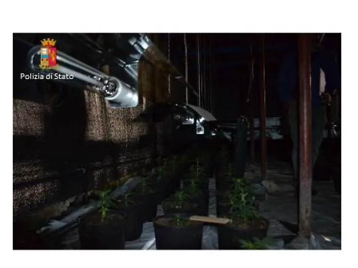 Regalna, scoperta una piantagione di marijuana sotterranea