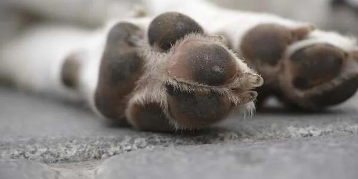 Orrore a Naro, tre cuccioli di cane scaraventati sull'asfalto: uno &egrave; morto