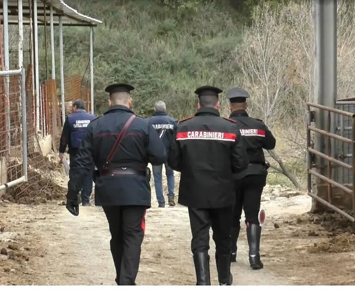 Controlli in aziende zootecniche a Cesar&ograve;: sequestrati suini ed equini