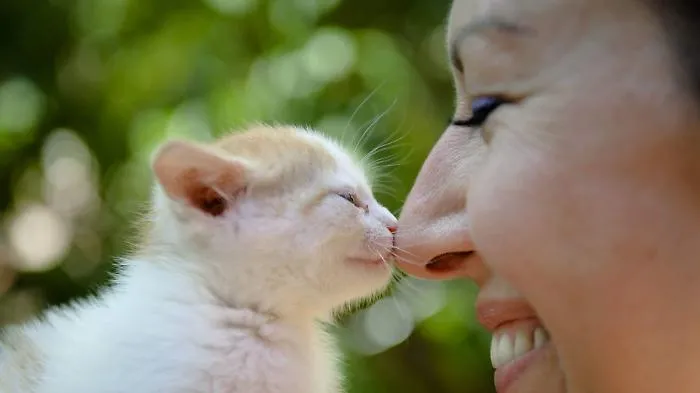 I video arrivati in redazione nella Giornata nazionale del Gatto