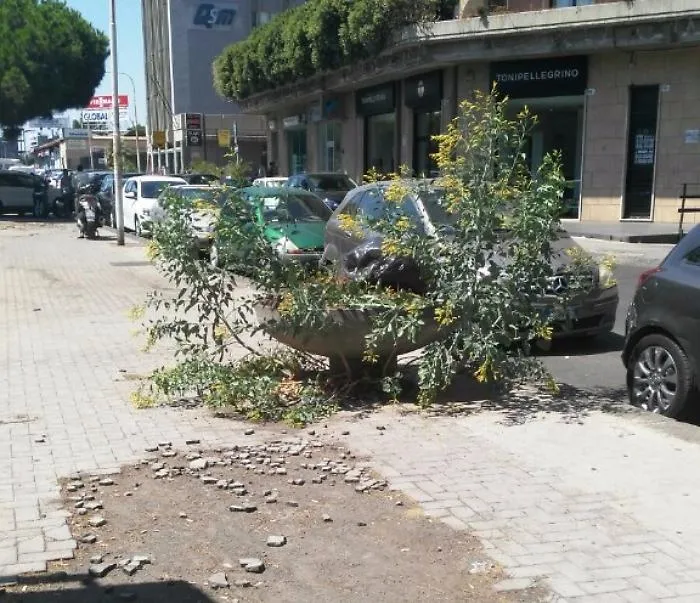 Arbusti come in un bosco in viale Africa a Catania
