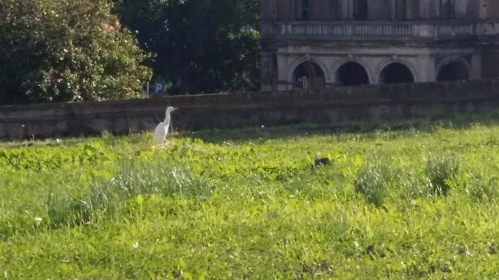 Catania, l'airone in mezzo al traffico del Tondo Gioeni