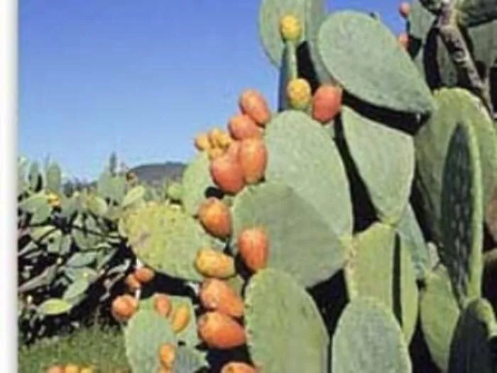 Sicilia a km zero circuito d&rsquo;eccellenza dei prodotti locali
