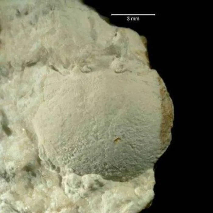 Sicilia: trovato il &ldquo;nonno&rdquo; preistorico dei granchi, grande pochi millimetri