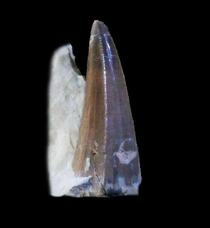 Era siciliano l&rsquo;ultimo coccodrillo marino vissuto al tempo dei dinosauri