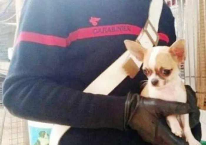 Misterbianco, rubano cucciolo di chihuahua: arrestati in tre
