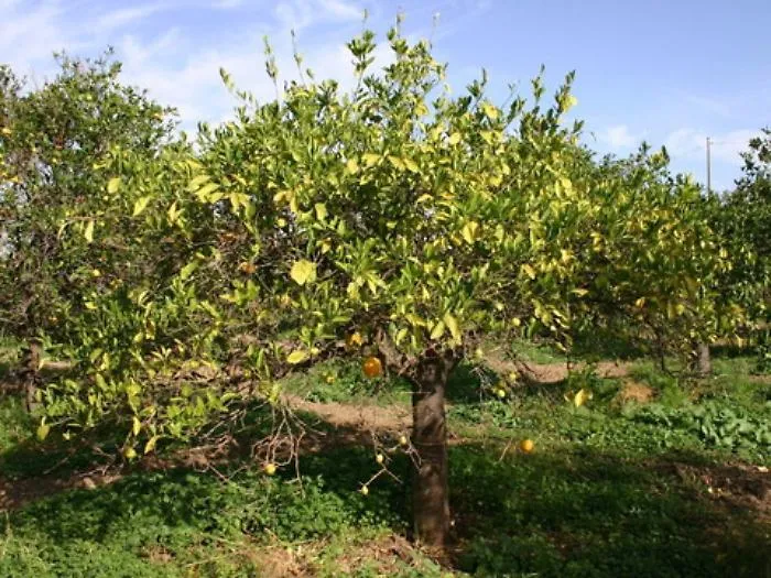 &laquo;Cos&igrave; il virus Tristeza far&agrave; sparire in due anni gli agrumeti in Sicilia&raquo;